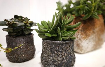 Näin saat huonekasvit menestymään