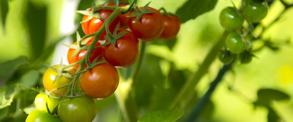 taimikasvatus - Tomaatin kasvatus - Biolan
