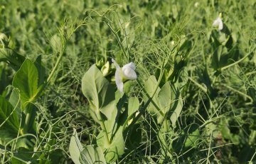 Kariniemen kananpoikien lannasta uudentyyppinen Arvo-lannoite