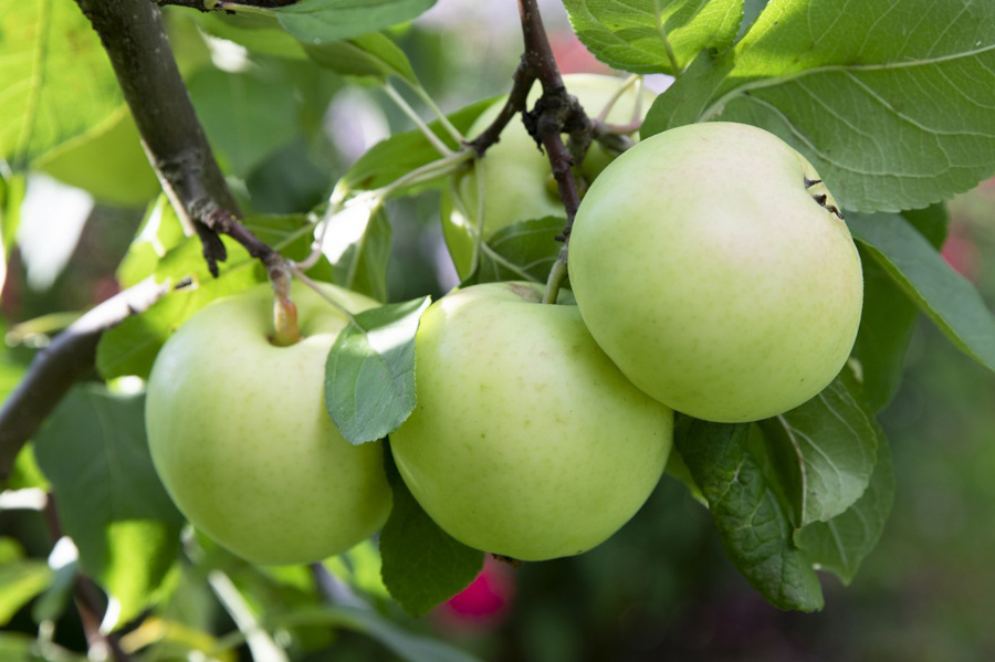 Omenapuu, jossa kolme vihreää omenaa