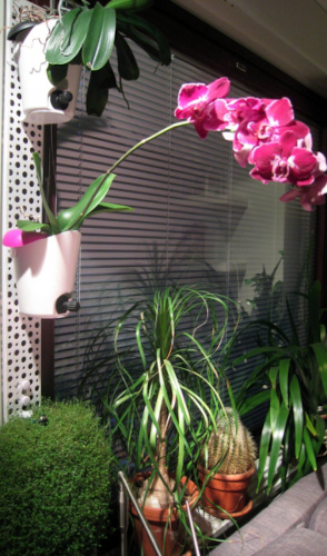 Pinkki orkidea orkidearuukussa
