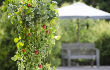 Helppohoitoinen amppelimansikka