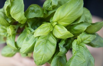 Basilika: kasvatus ja hoito