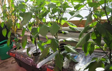 Chilit koukuttavat tulisuudellaan