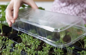 Esikasvatettavien lajien kylvöajat