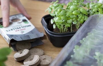 Taimikasvatus on helppoa Sammalnapeissa