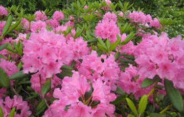 Att använda eller göra sig av med vätskorna från toaletten