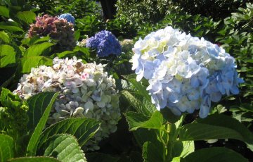 Happaman maan kasvit