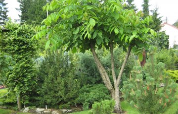 Erikoinen syyssää lisää kastelutarvetta