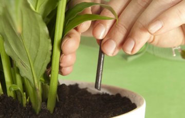 Ofta ställda frågor om krukväxtnäring