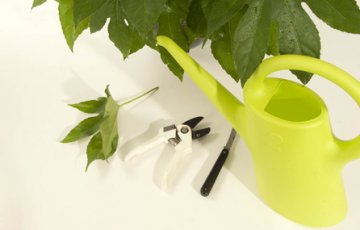 Förnyelse och förökning av rumsväxter