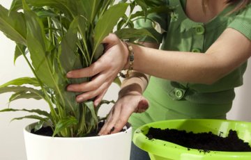 Ofta ställda frågor om mullprodukter