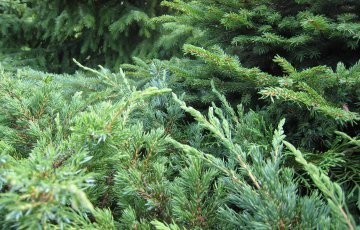 Ikivihreät puut ja pensaat