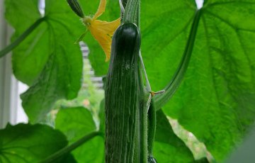 Ikkunakurkku – näin onnistut kasvatuksessa