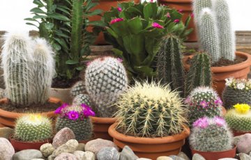 Skötsel av kaktéer