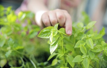 Kasvata salaatteja ja yrttejä