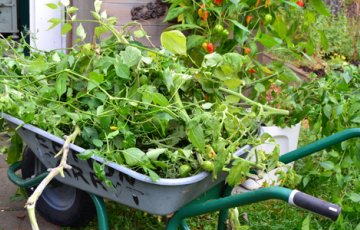 Växthuset på hösten