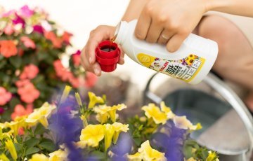 Näin saat kesäkukat kukoistamaan