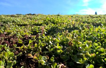 Levande tak med växter