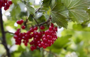 Marjapensaiden istutus ja hoito