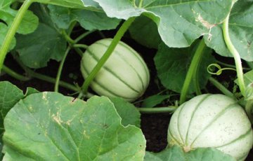 Melon