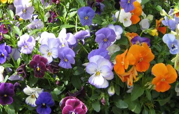 Mitä kasveja kotipuutarhoissa kasvatetaan ja mistä haaveillaan?