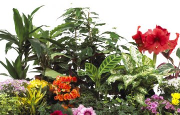 Vad behöver krukväxten?