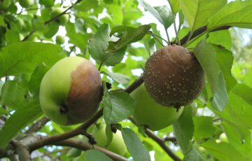 Muumiotauti pilaa omenoita