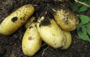 Näin kasvatat ruukkuperunaa