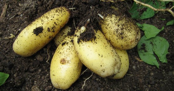 Näin kasvatat ruukkuperunaa