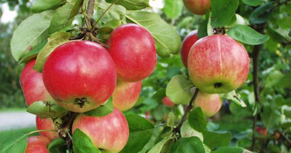 pollinering äpple