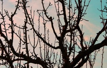 Omenapuiden leikkaus