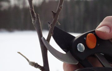 Puiden ja pensaiden leikkausvinkit