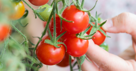Biolan Tomaatti- ja vihanneslannoite