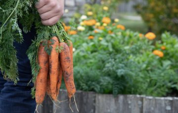 Porkkanan sadonkorjuu ja varastointi
