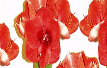 Skötsel av amaryllis