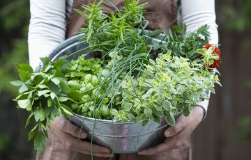 Kotipuutarhureiden mielestä sadonkorjuu on parasta – kitkeminen tylsää