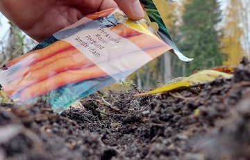 Syyskylvö nopeuttaa kasvuunlähtöä keväällä