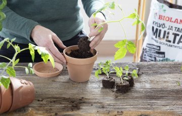 Taimikasvatus aikaistaa kasvukautta