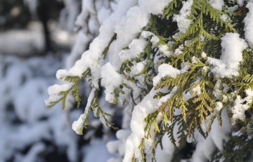 Suojaa puutarhakasvit talvivaurioilta