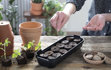 Näin kasvatat tomaatin taimia