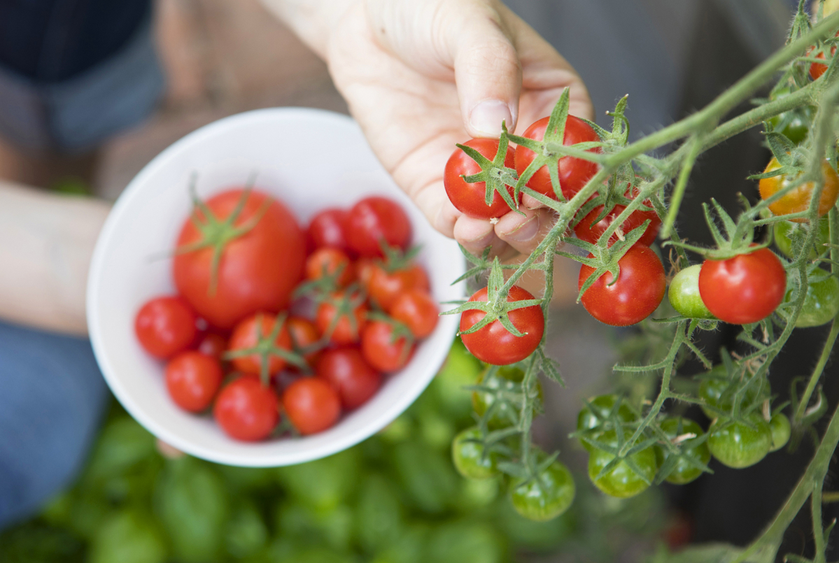 Itse kasvatetut tomaatit ovat kaikista maukkaimpia.