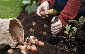 Istuta kukkasipulit nyt