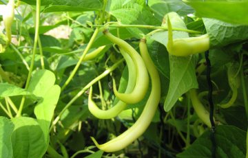 Papu kasvaa lämpimällä paikalla