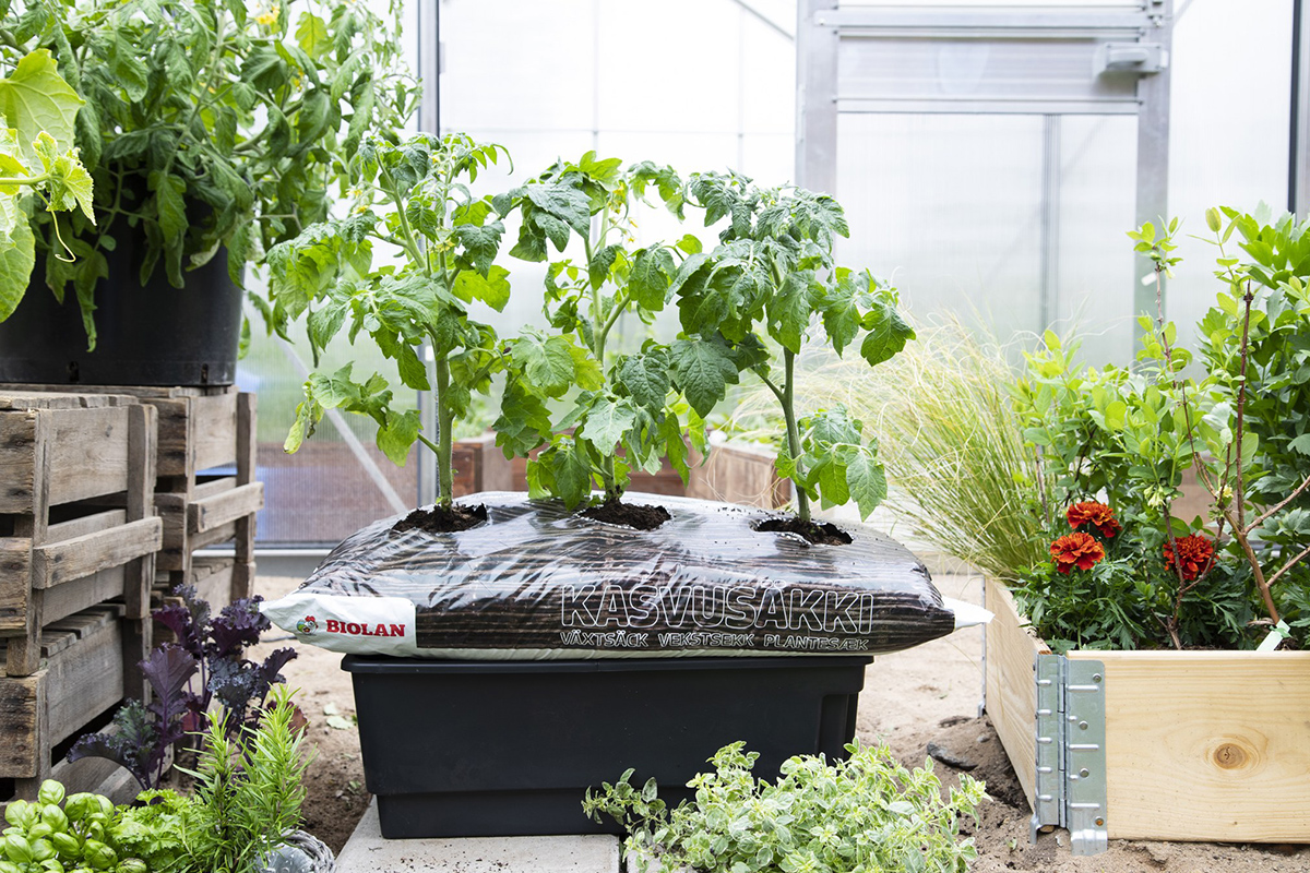 Biolan Kasvusäkissä tomaattien luomukasvatus on helppoa, säkissä on valmiina ravinteet koko kesän kasvatukseen. Lisäksi kasteluallas pidentää kasteluvälin jopa kolmeen viikkoon. 