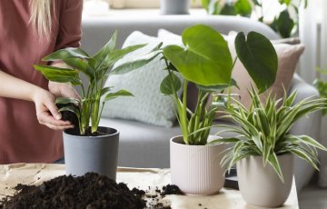 Huonekasvien keväthuolto