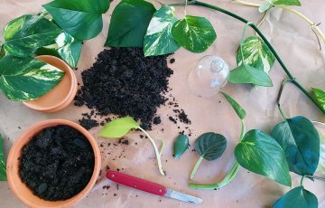 Huonekasvien lisäys