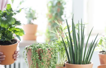 Kysely: Huonekasvien määrä kodeissa lisääntyy