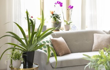 Huonekasvien hoito-opas