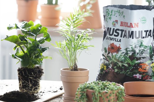 Millaista multaa valitsen viherkasveilleni?